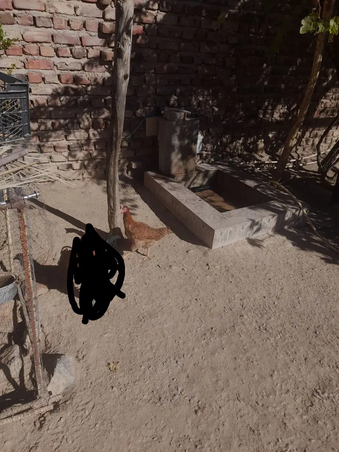 فوری|حیوانات مزرعه|خاش, |دیوار