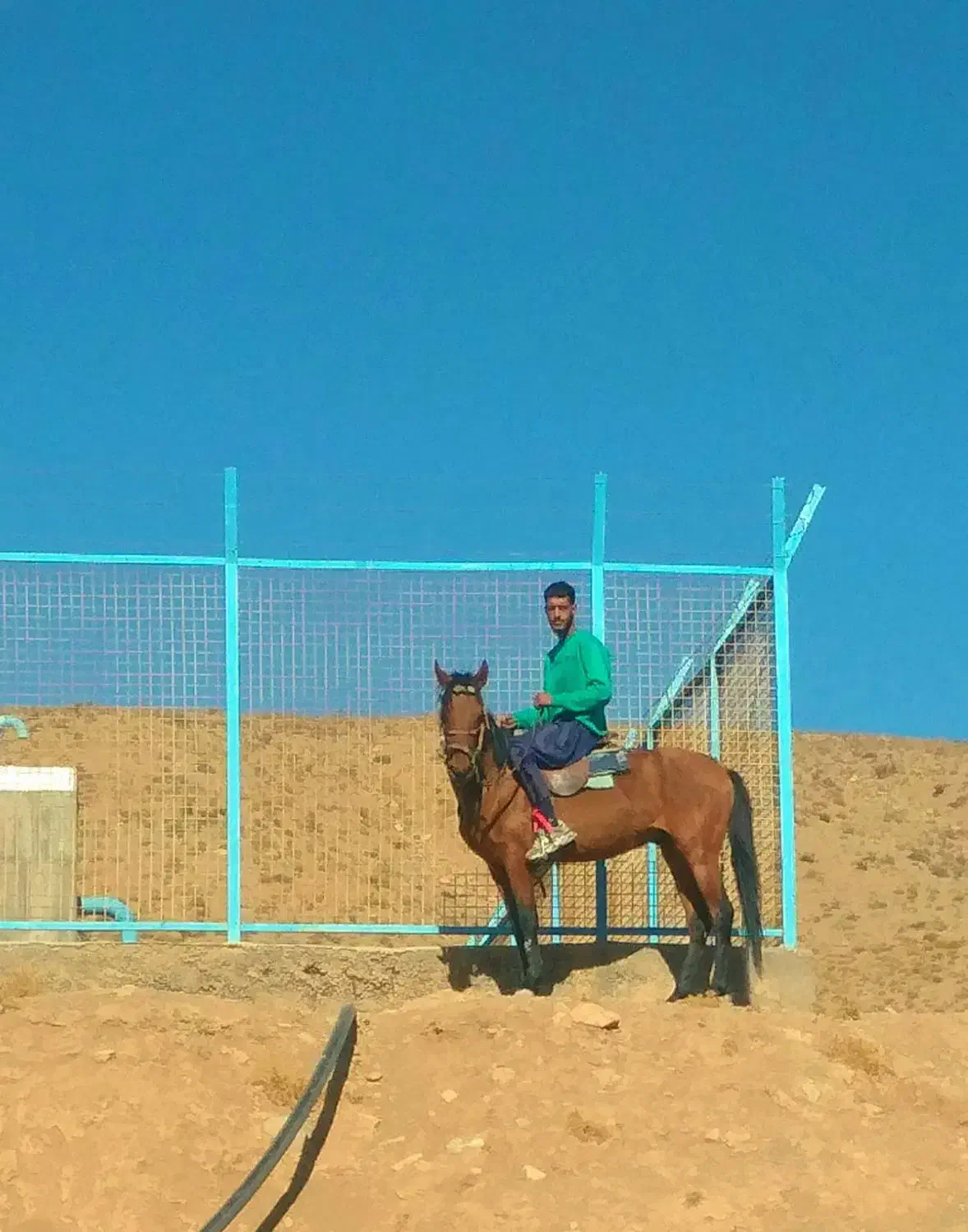 اسب|اسب و تجهیزات اسب‌سواری|تربت جام, یحیی آباد|دیوار