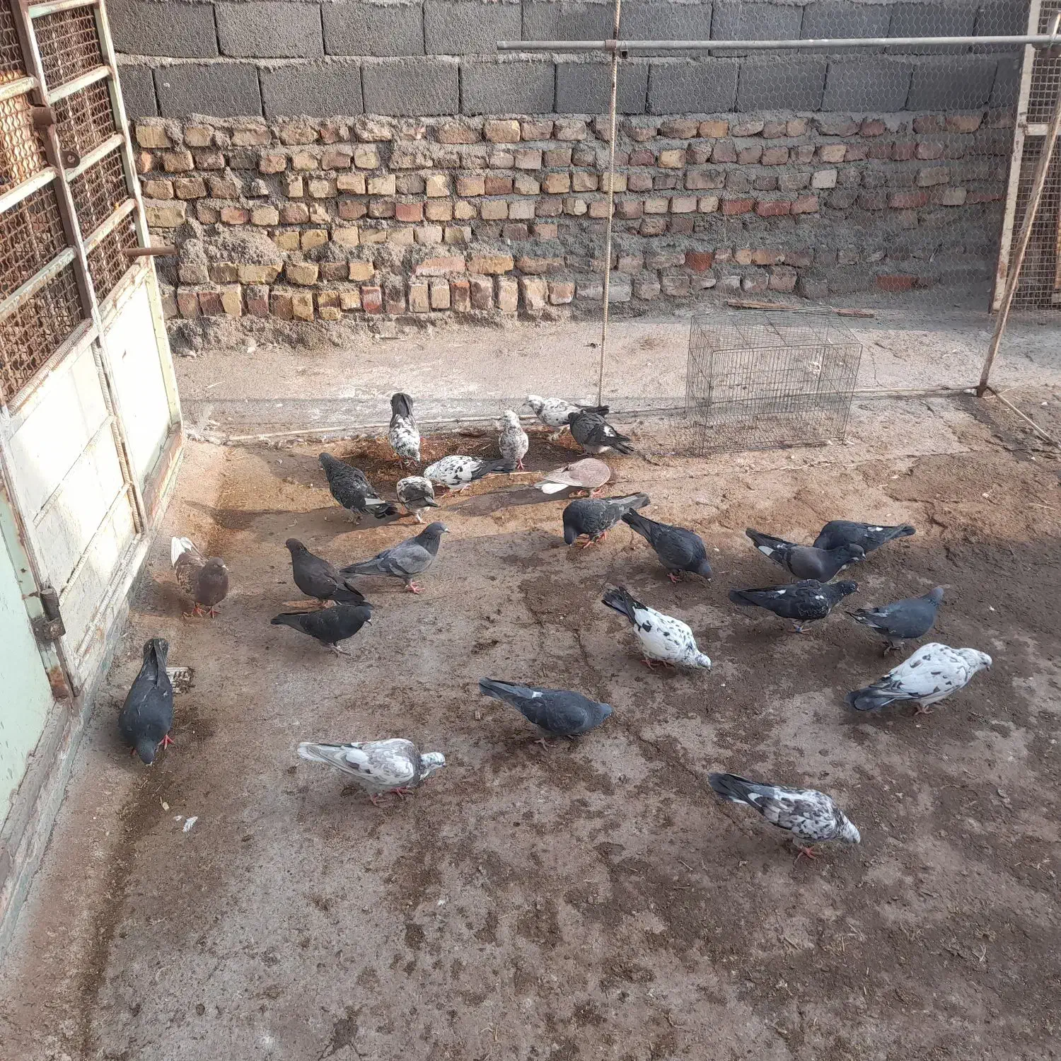 کبوتر|پرنده|ساوه, |دیوار