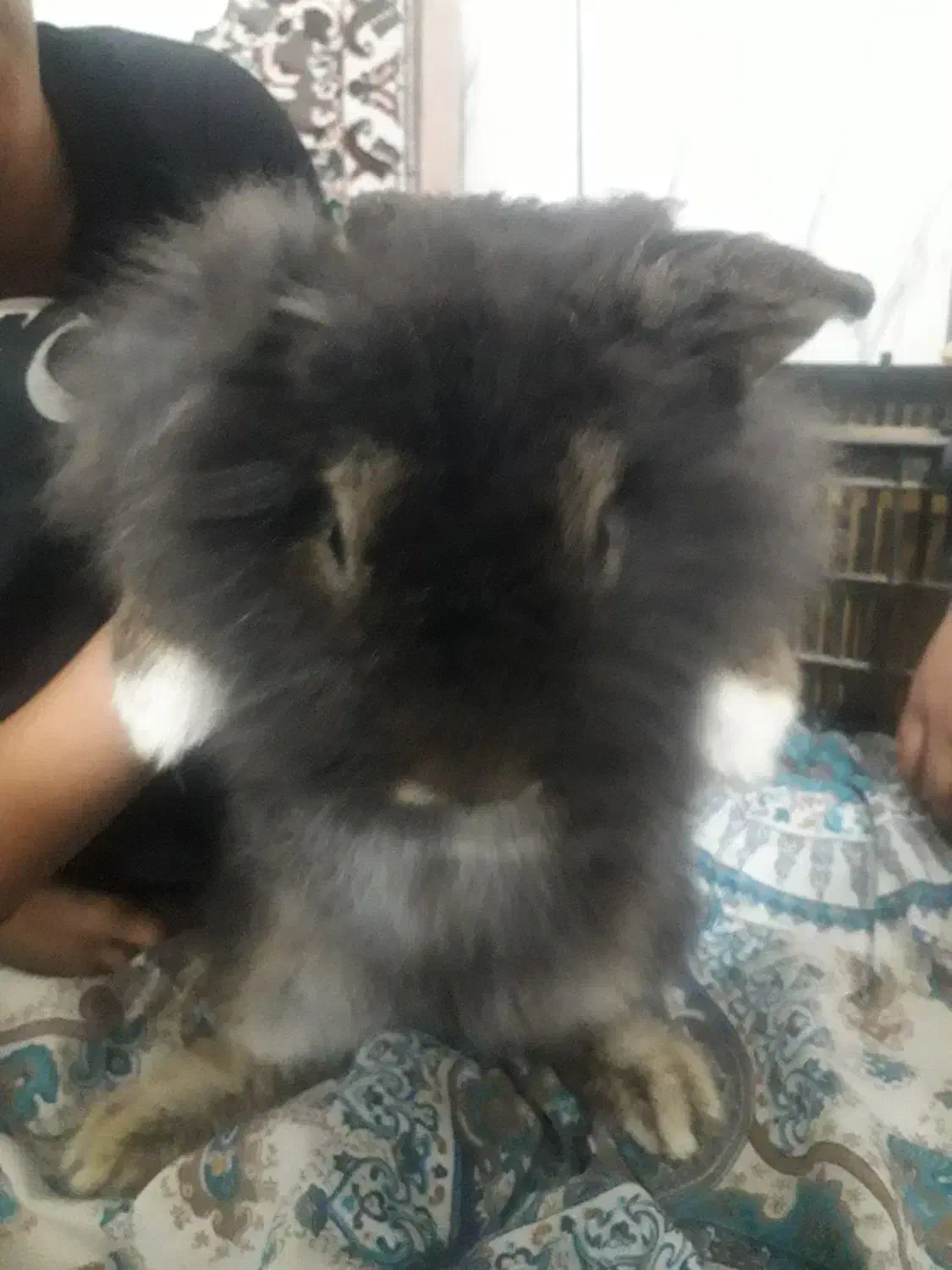 خرگوش‌لپی|موش و خرگوش|بیرجند, |دیوار