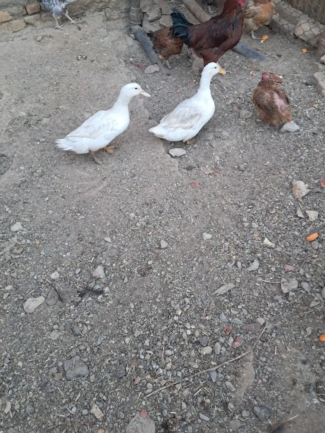 اردک فروشی|پرنده|ساروق, |دیوار