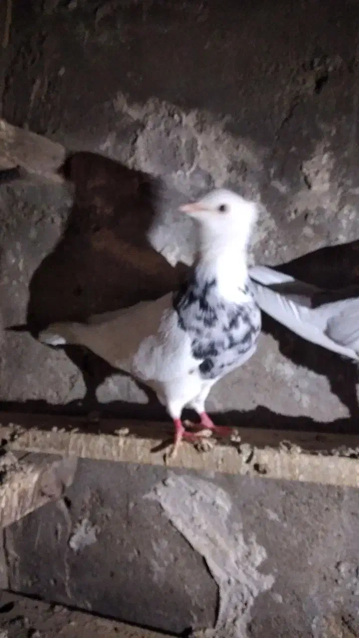 طوقی هفت رنگ نرفرفر|پرنده|باوی, |دیوار