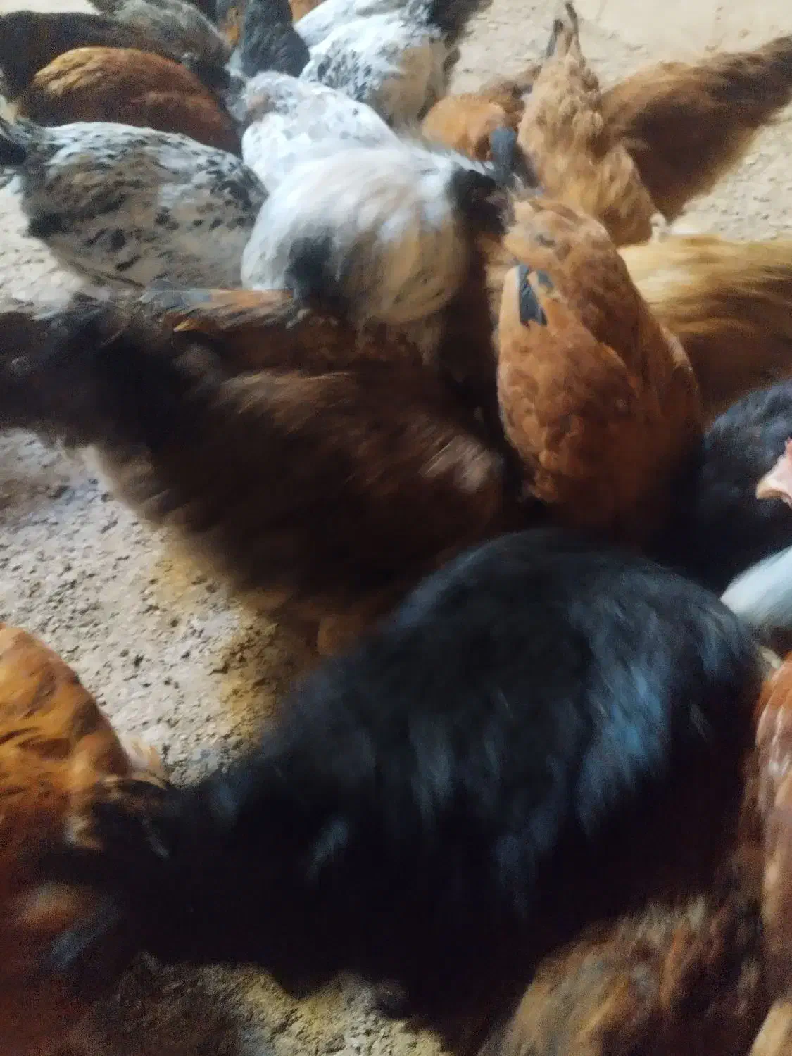 مرغ دم تخم جوان|حیوانات مزرعه|شاهینشهر, بانک استان|دیوار