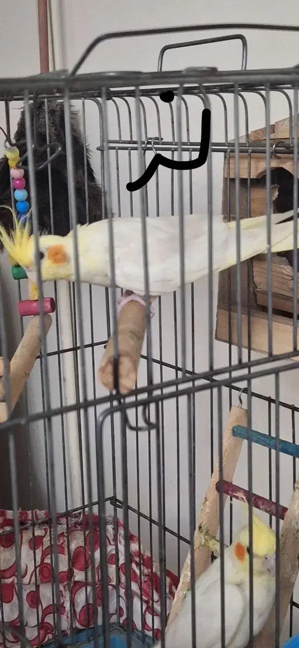 عروس هلندی جفت مولد|پرنده|پاکدشت, پاکدشت (مامازند)|دیوار