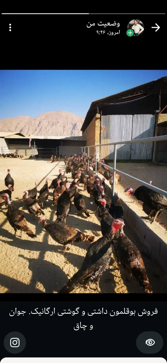 فروش بوقلمو|حیوانات مزرعه|زرقان, |دیوار