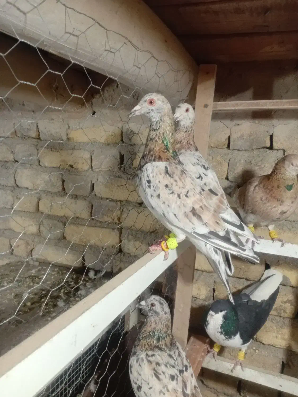 کبوتر|پرنده|ضیاء آباد, |دیوار