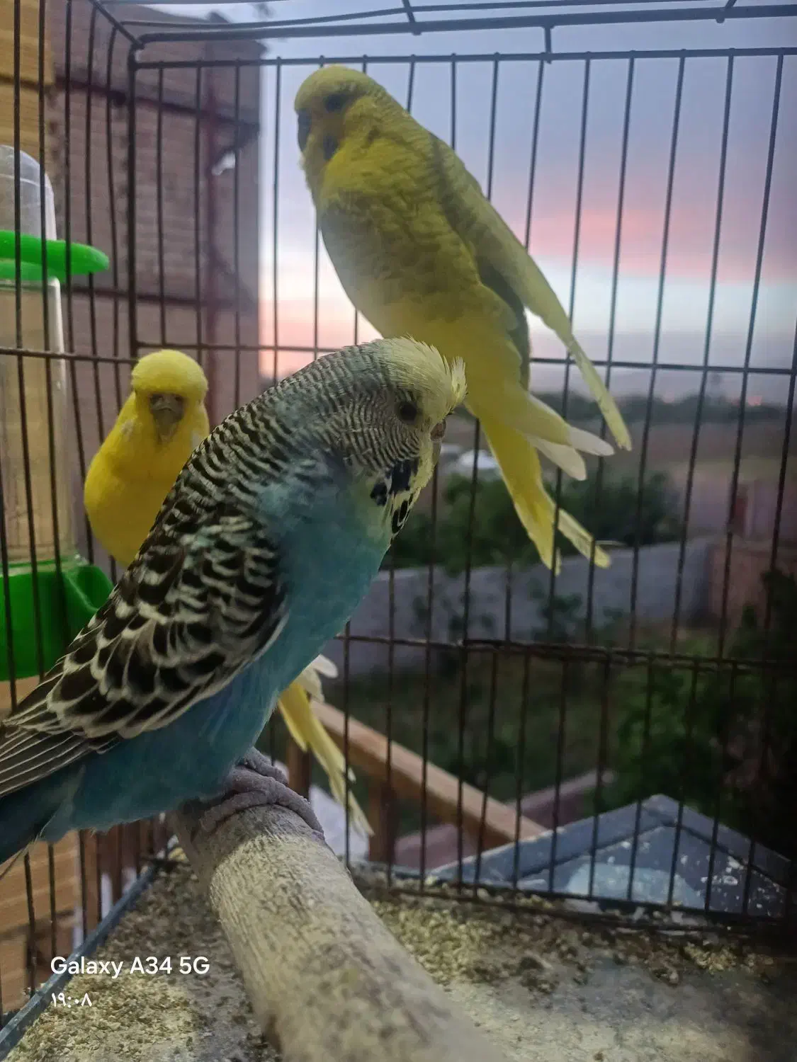 مرغ عشق انگلیسی|پرنده|قزوین, |دیوار