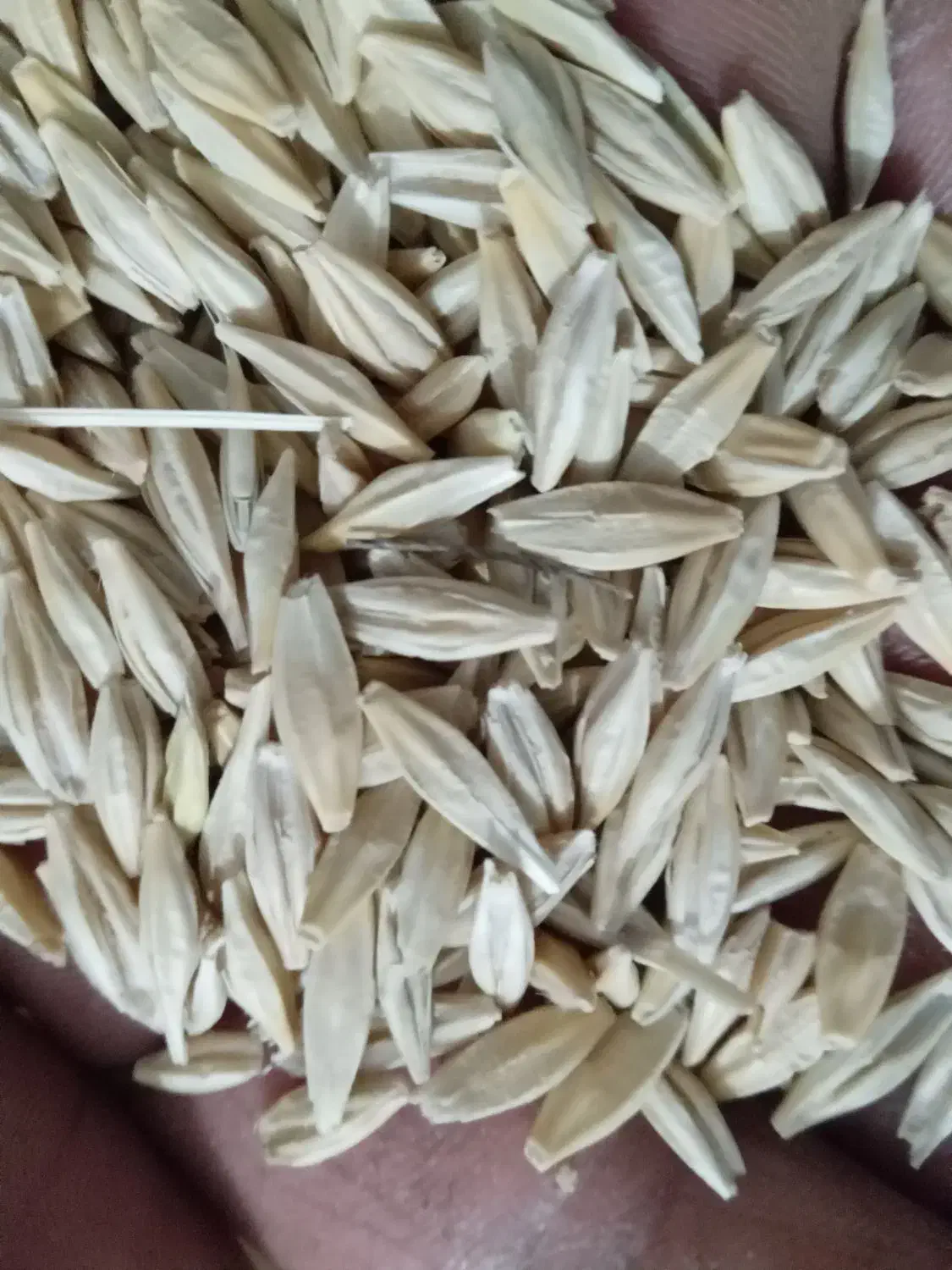 جومحلی تمیز به فروش میرسد|خوردنی و آشامیدنی|سراب, |دیوار