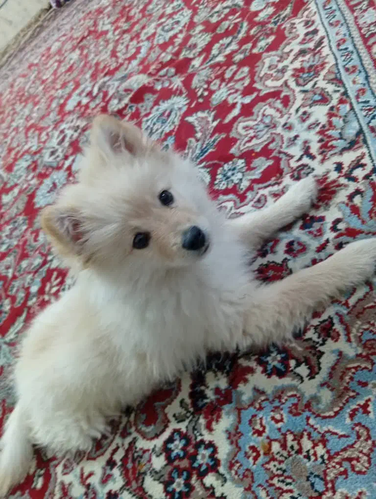 پامر‌.روباهی|سگ|اهواز, لشکرآباد|دیوار