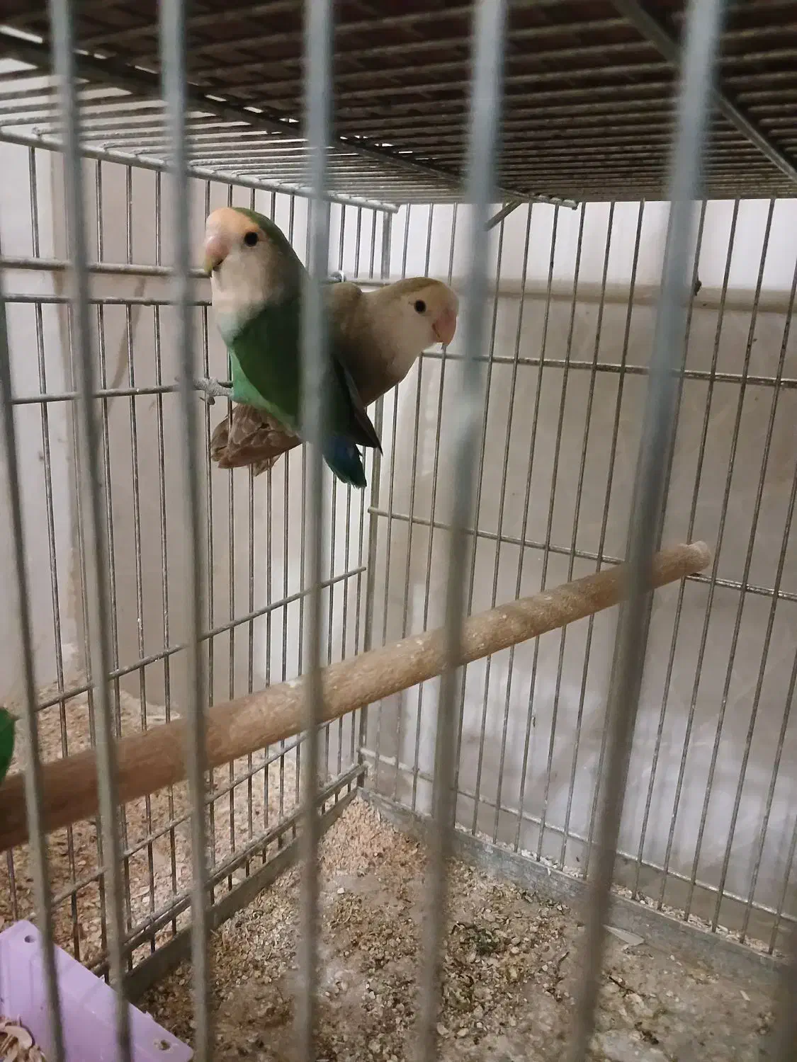 طوطی برزیلی|پرنده|نجفآباد, مزرعه طالب|دیوار