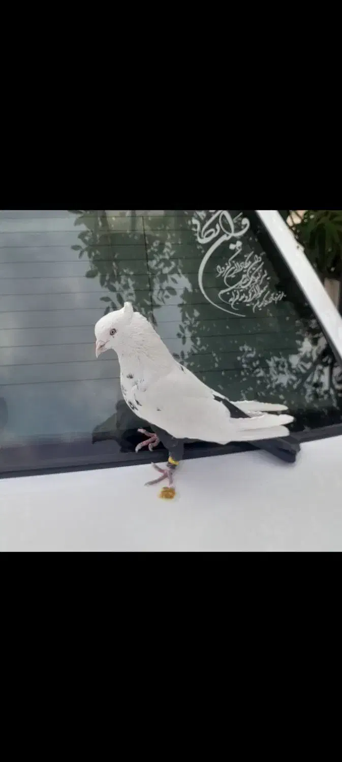 کفتر بهبونی و شهری|پرنده|شیراز, وزیرآباد|دیوار