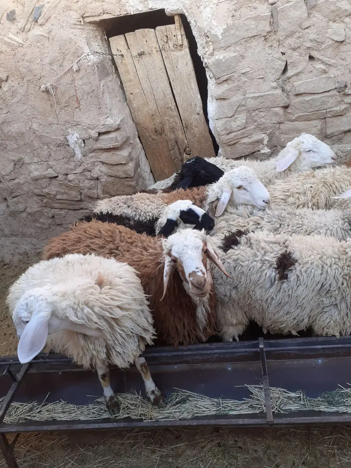 بره نر|حیوانات مزرعه|سربیشه, |دیوار