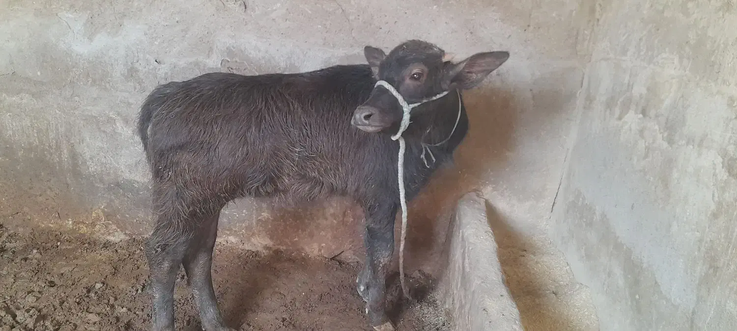 گامیش با گوساله ماده|حیوانات مزرعه|کرخه, |دیوار