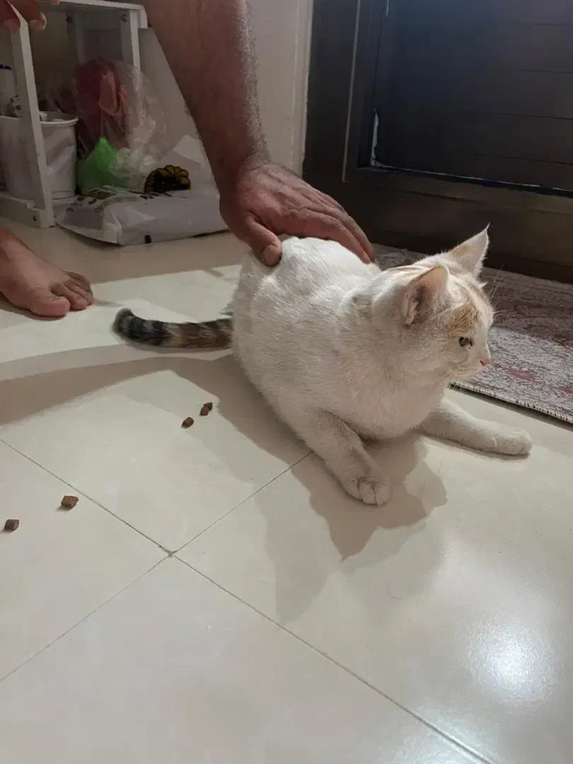 واگذاری گربه|گربه|یزد, |دیوار