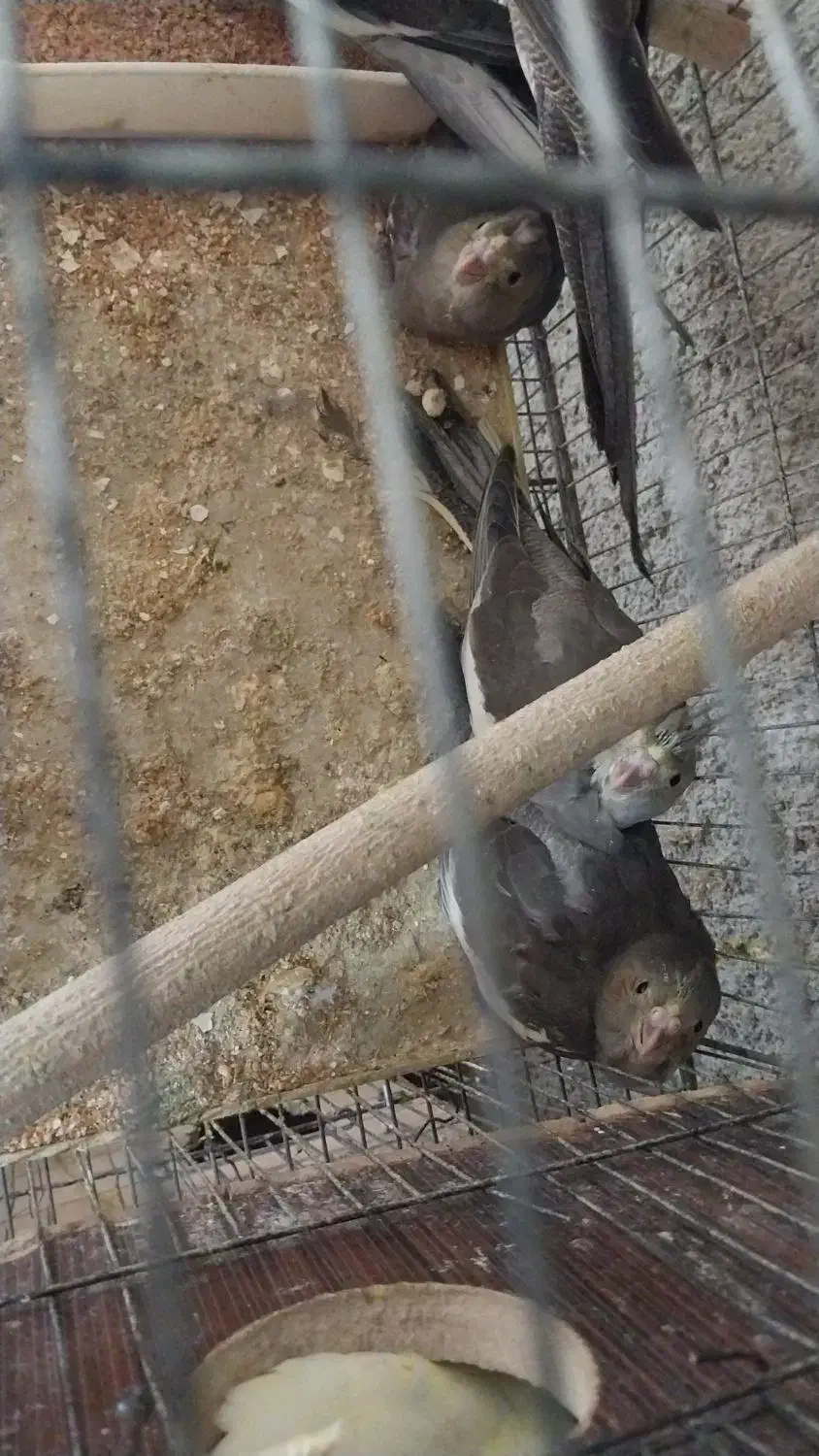 جوجه سرلاکی عروس هلندی|پرنده|جم, |دیوار