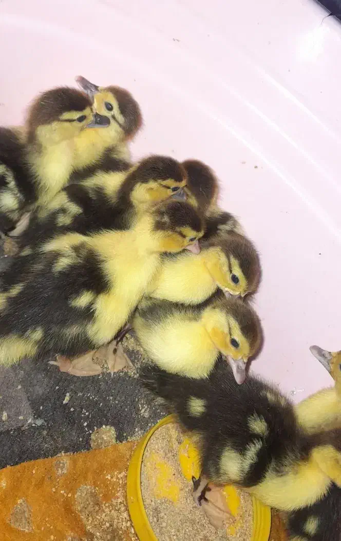 جوجه اردک خارجی|حیوانات مزرعه|گالیکش, |دیوار