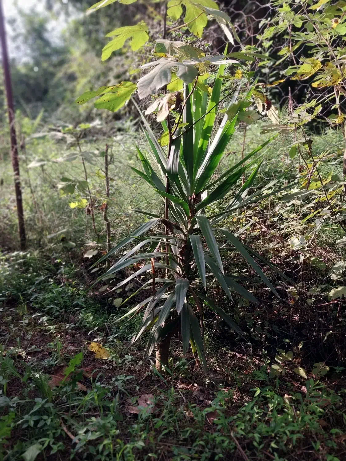 یوکا چند ساله|گل و گیاه طبیعی|رشت, حومه رشت|دیوار