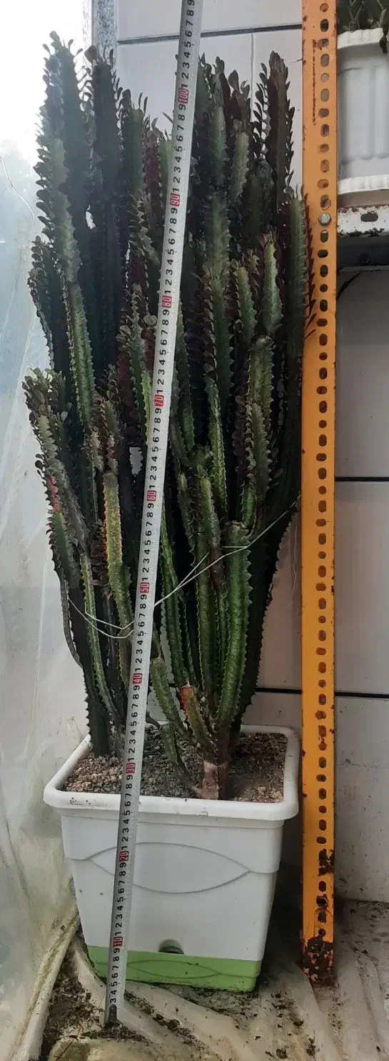 تعدادی گل و گیاه زیبا|گل و گیاه طبیعی|اصفهان, بهارستان|دیوار