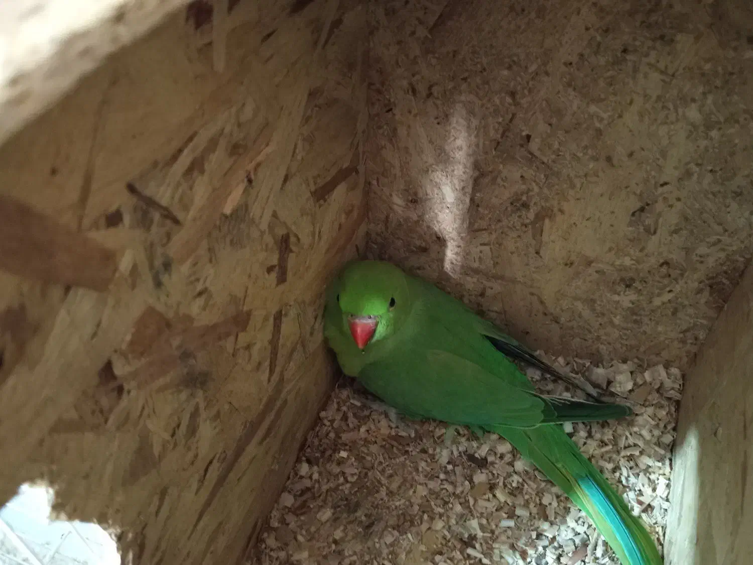 جفت طوطی ملنگو مولد با قفس و لونه|پرنده|فردوس (خراسان), |دیوار