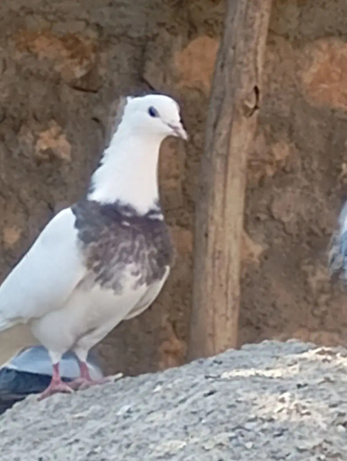 طوقی|پرنده|اسلام‌‌آباد غرب, |دیوار