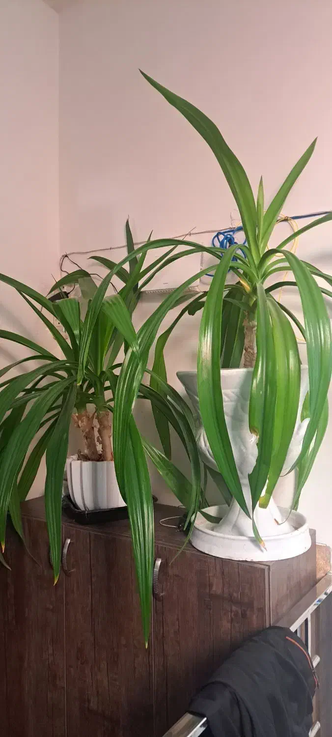 گل سوسن بزرگ باگلدان بزگ ۲ عدد|گل و گیاه طبیعی|حمیدیا, |دیوار