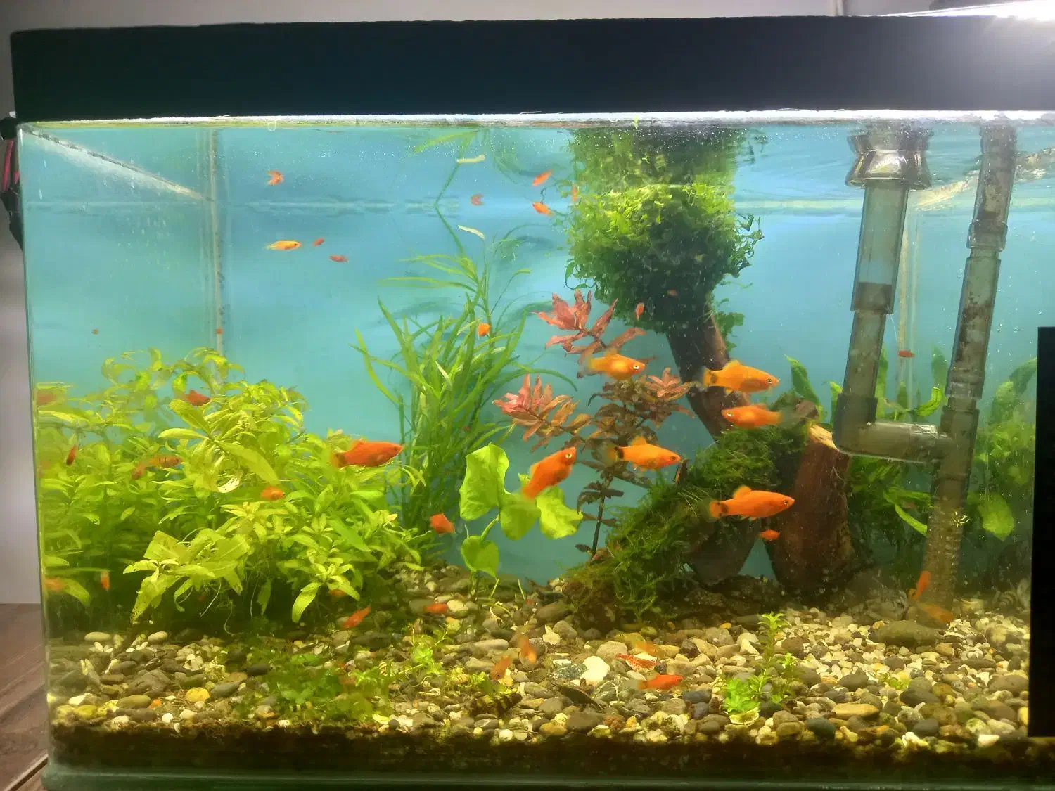 آکواریوم پلنت|ماهی|سنندج, |دیوار