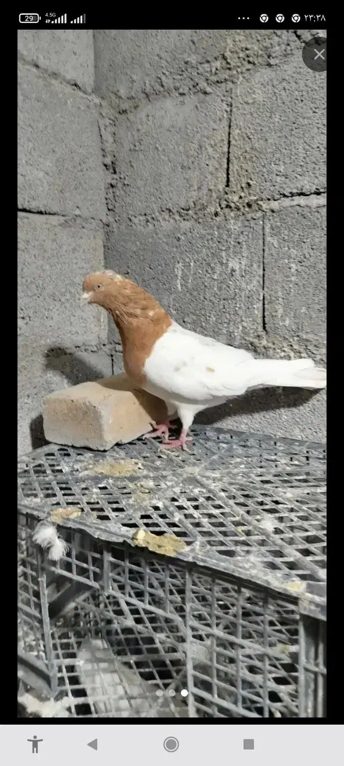 کبوترطوقی کله زردودم سفید سینه ای|پرنده|میانه, |دیوار