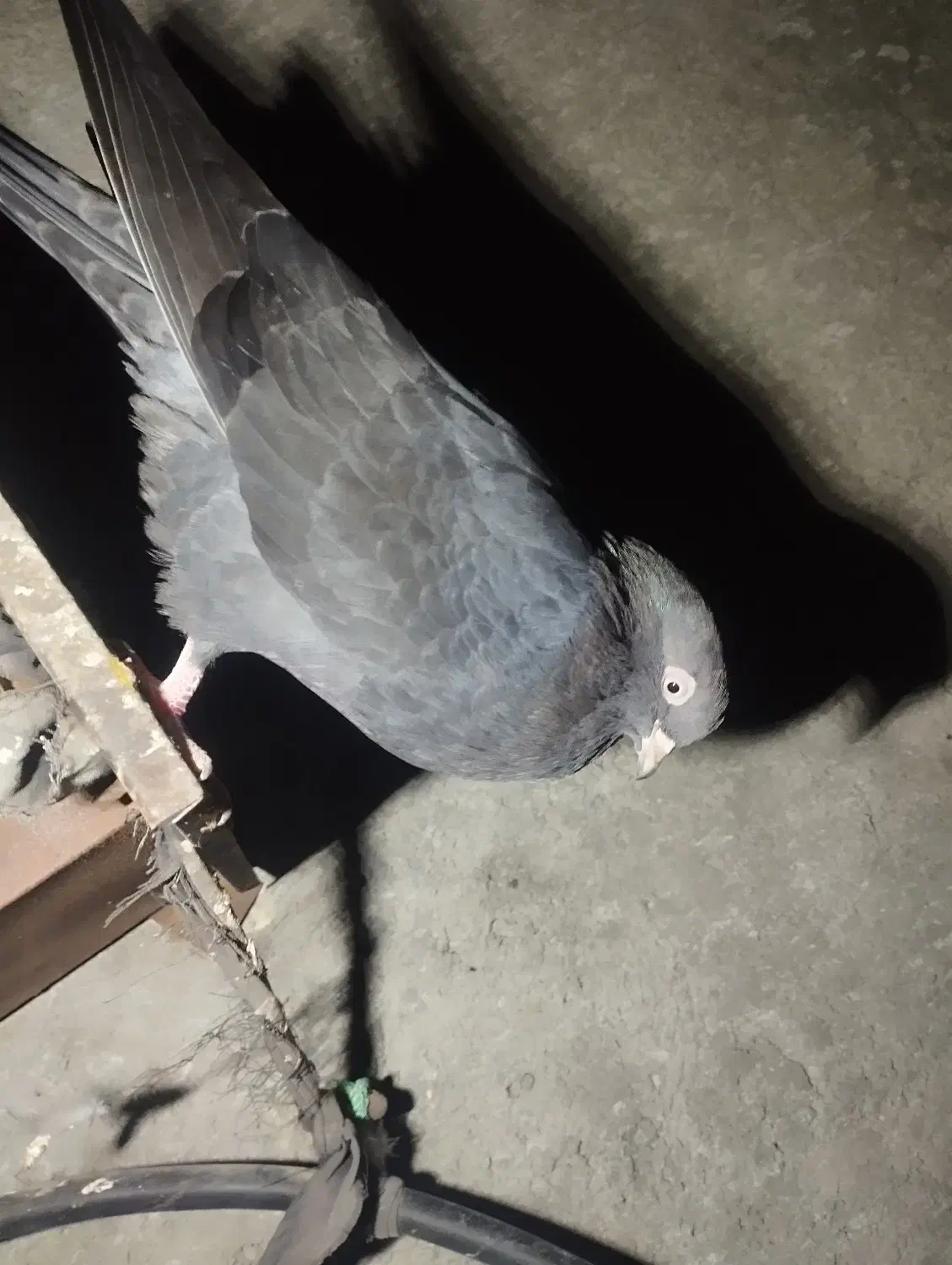 کفتر زاغ|پرنده|رودان, |دیوار