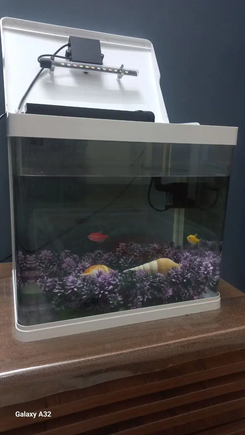 آکواریم دلسا|ماهی|اراک, |دیوار