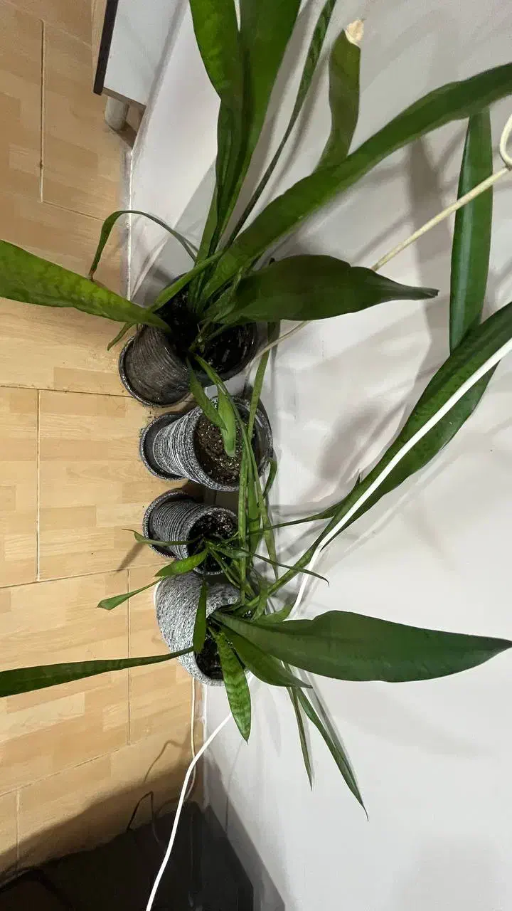 گلدان|گل و گیاه طبیعی|بندر انزلی, نیمه شعبان|دیوار