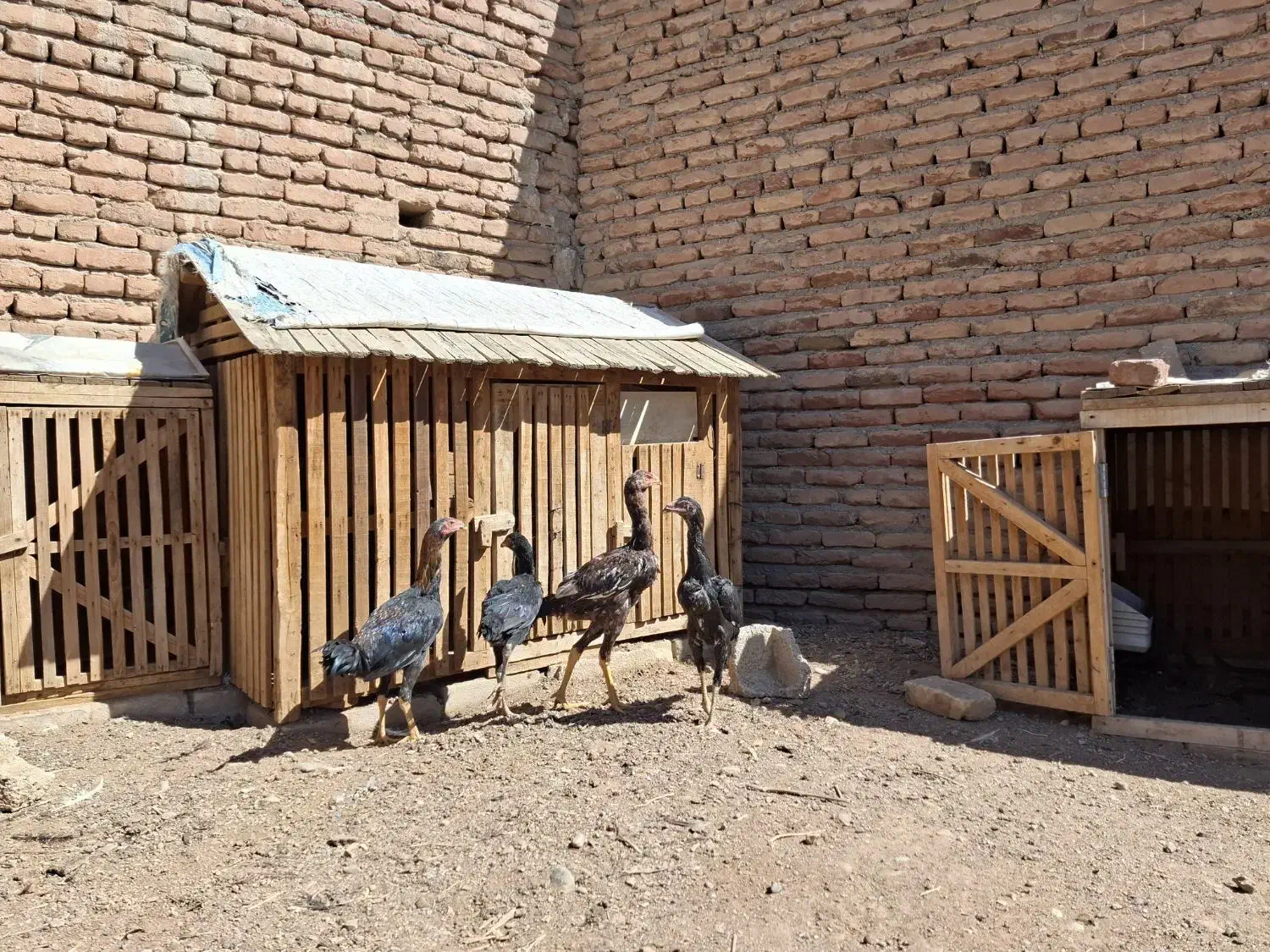 جوجه لاری|حیوانات مزرعه|تبریز, |دیوار