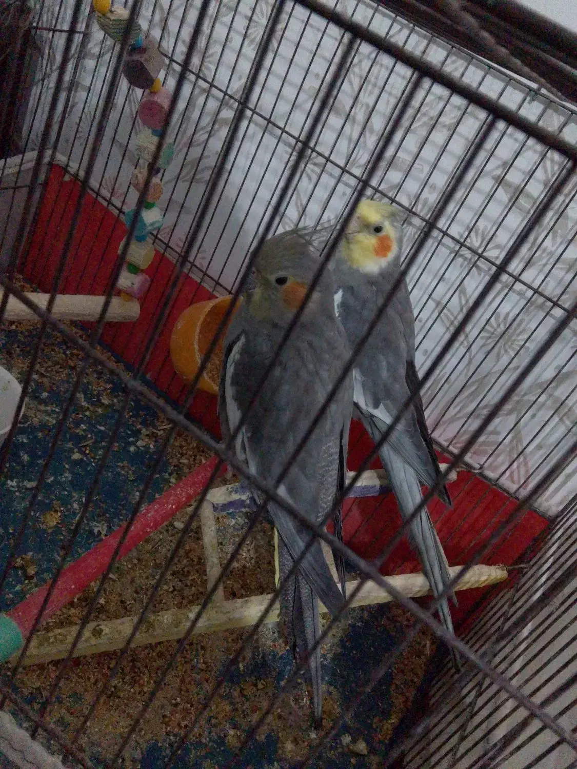 پرنده عروس هلندی|پرنده|اردبیل, |دیوار