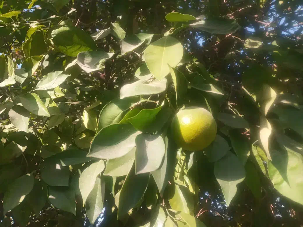 نارنج رستورانی|خوردنی و آشامیدنی|گتوند, |دیوار
