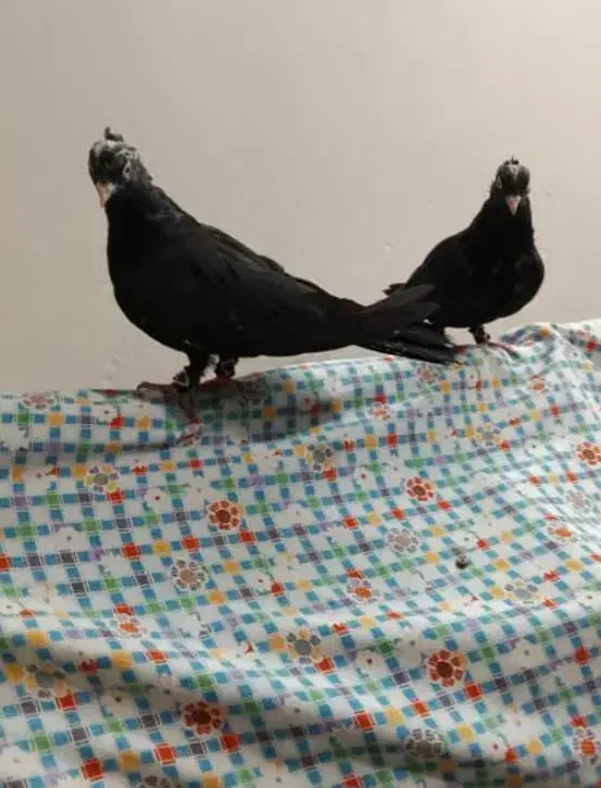 کلاغ اصلی|پرنده|سبزوار, همت|دیوار