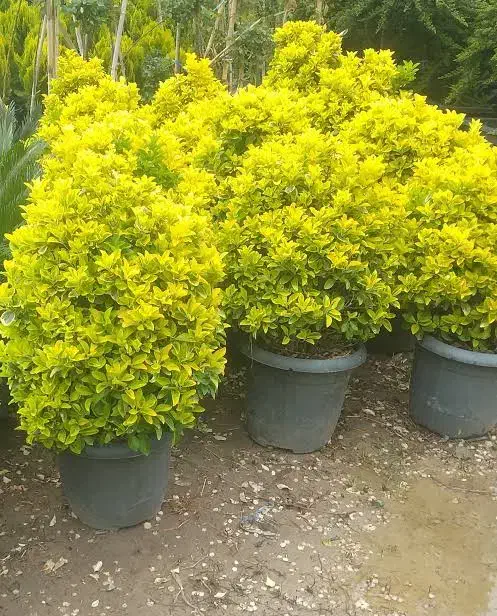 حراج شمشاد طلایی.ساقه طلایی سبز.سفید.نقره ای.|گل و گیاه طبیعی|فلاورجان, |دیوار