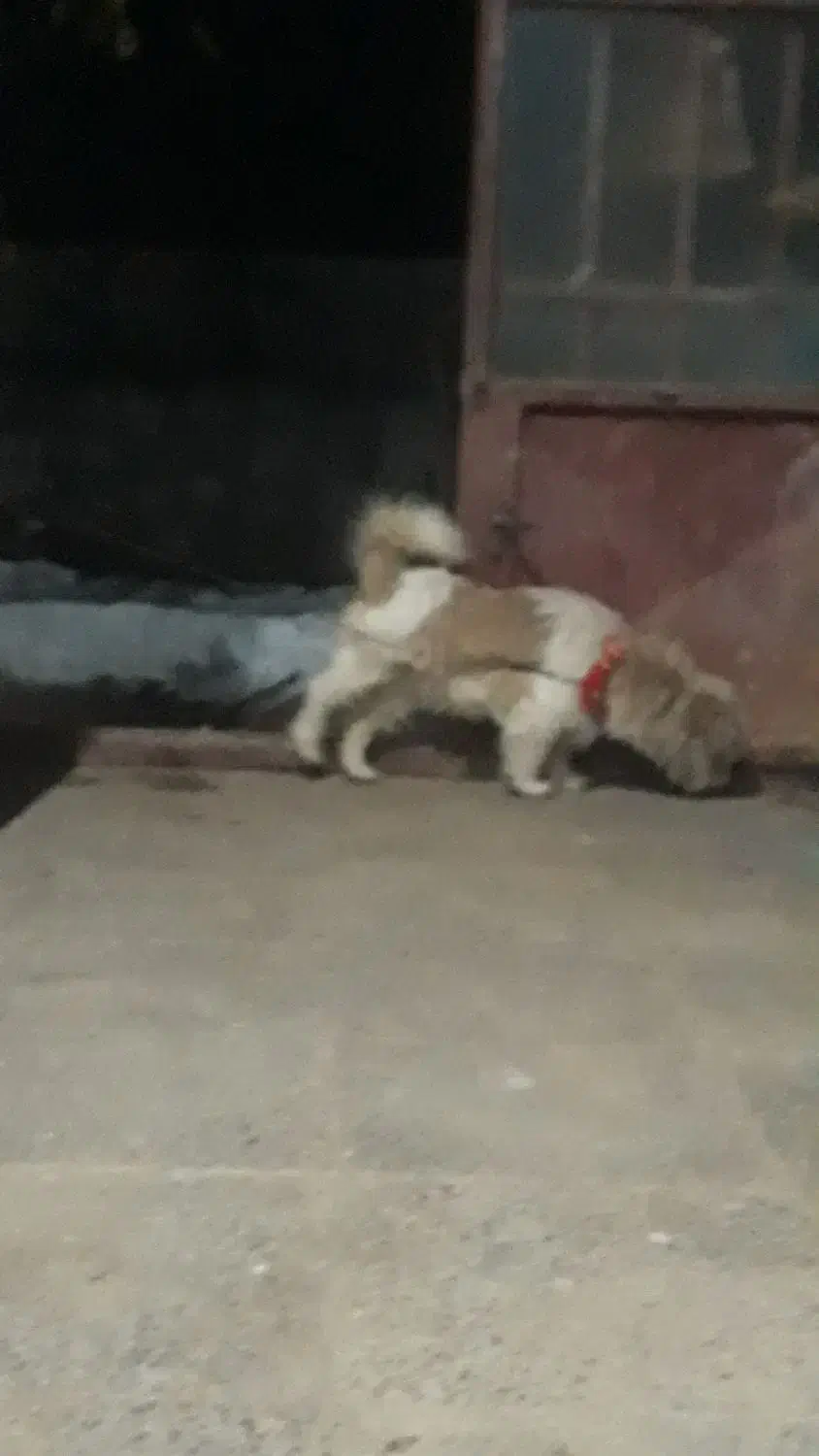 سگ پاکوتا|سگ|فارسان, |دیوار