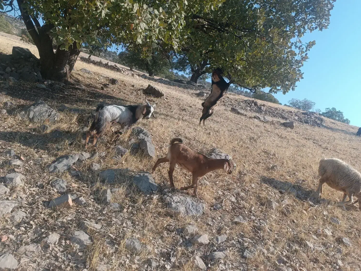 یک‌راس‌کهره‌نرنژادکوهی‌‌دوساله‌قیمت‌30ملیون|حیوانات مزرعه|دهدشت, |دیوار