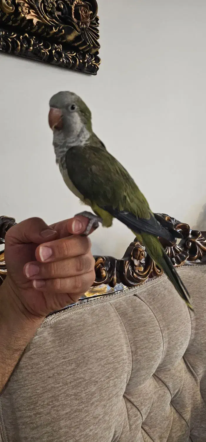 طوطی راهب|پرنده|پردیس, فاز ۸|دیوار