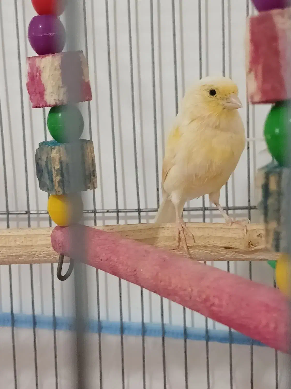 قناری جفت نر و ماده|پرنده|میناب, |دیوار