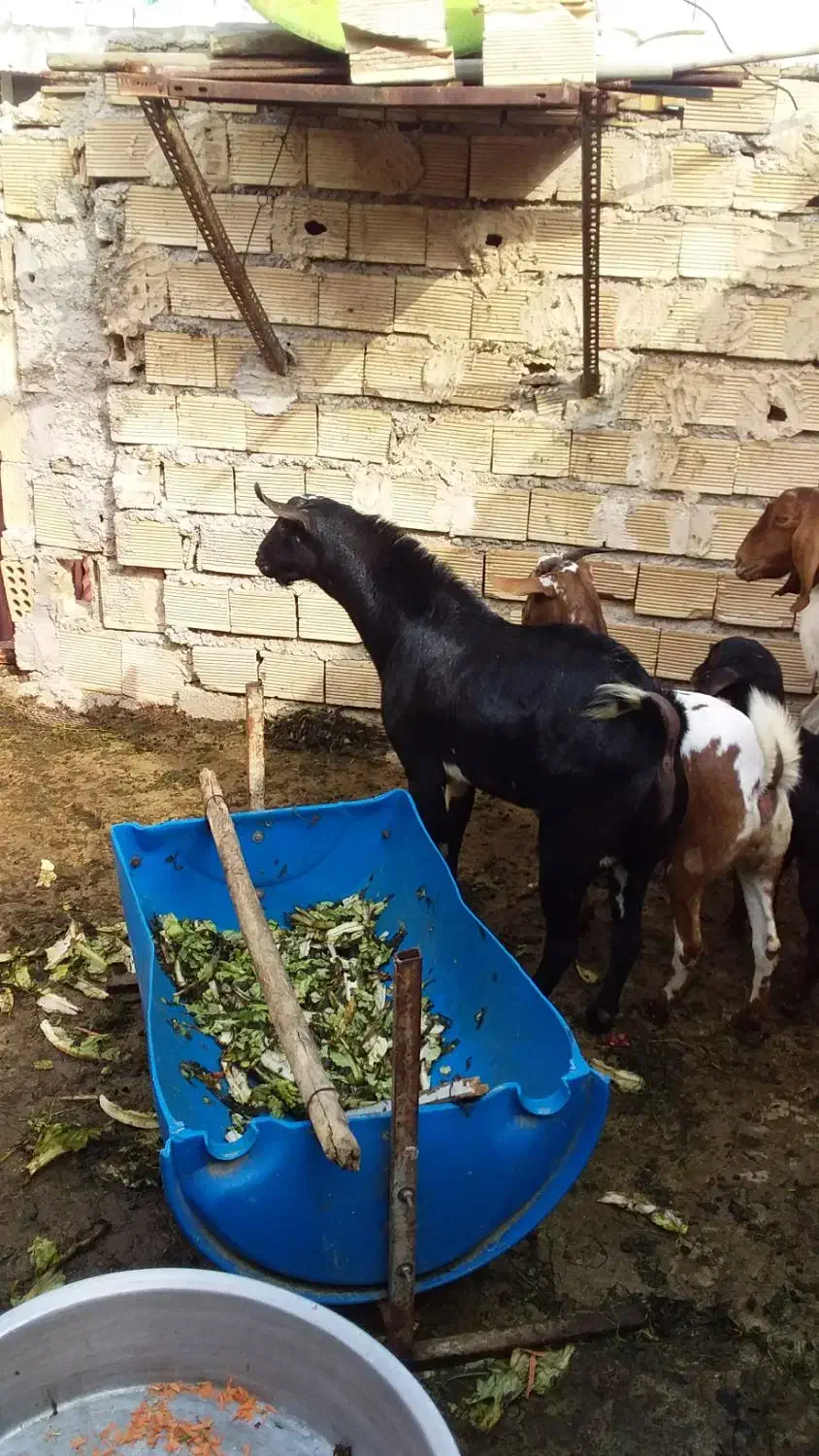 بز سه لاله|حیوانات مزرعه|بندر ماهشهر, |دیوار