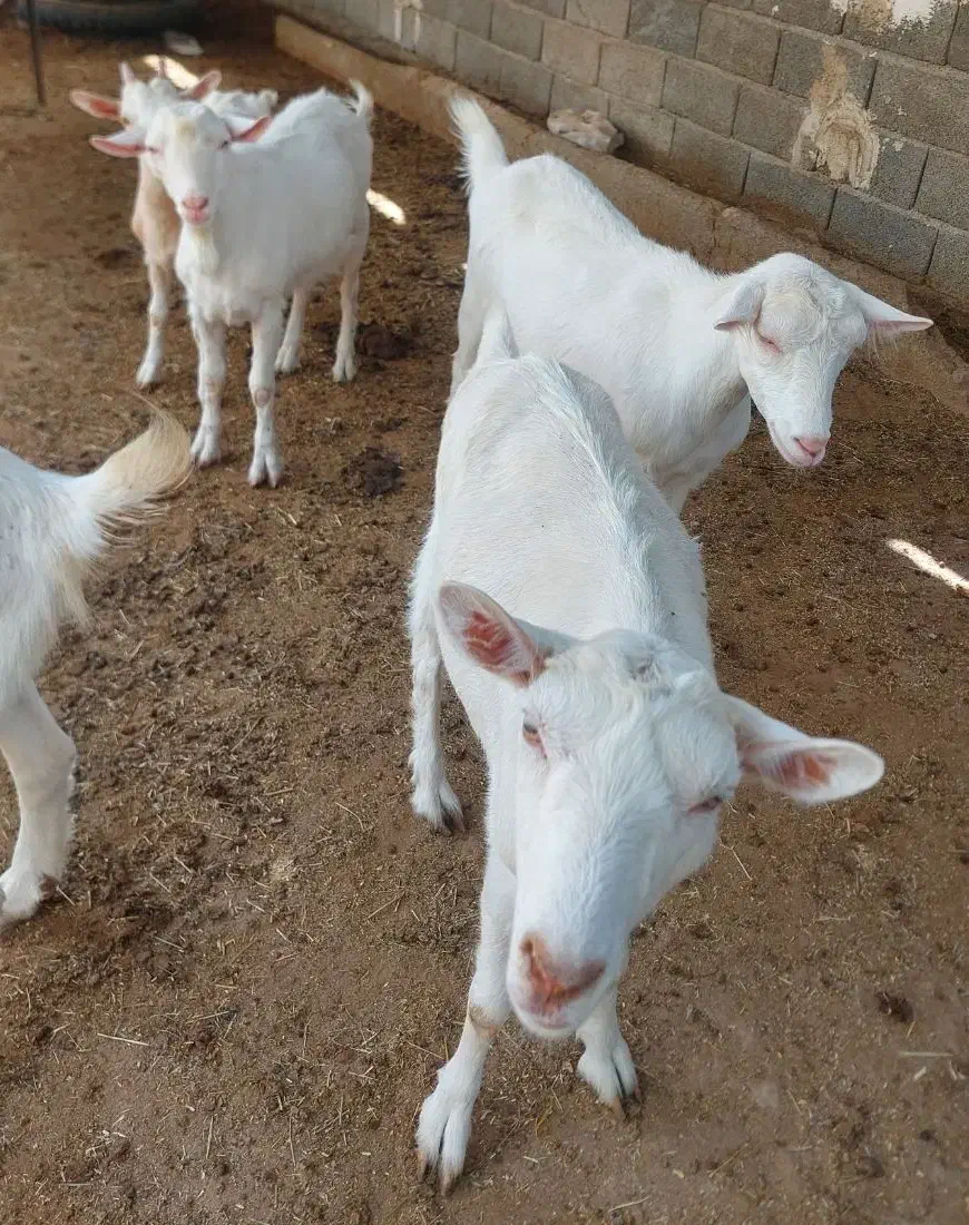 بز سانن اصل|حیوانات مزرعه|تهران, سعیدآباد|دیوار