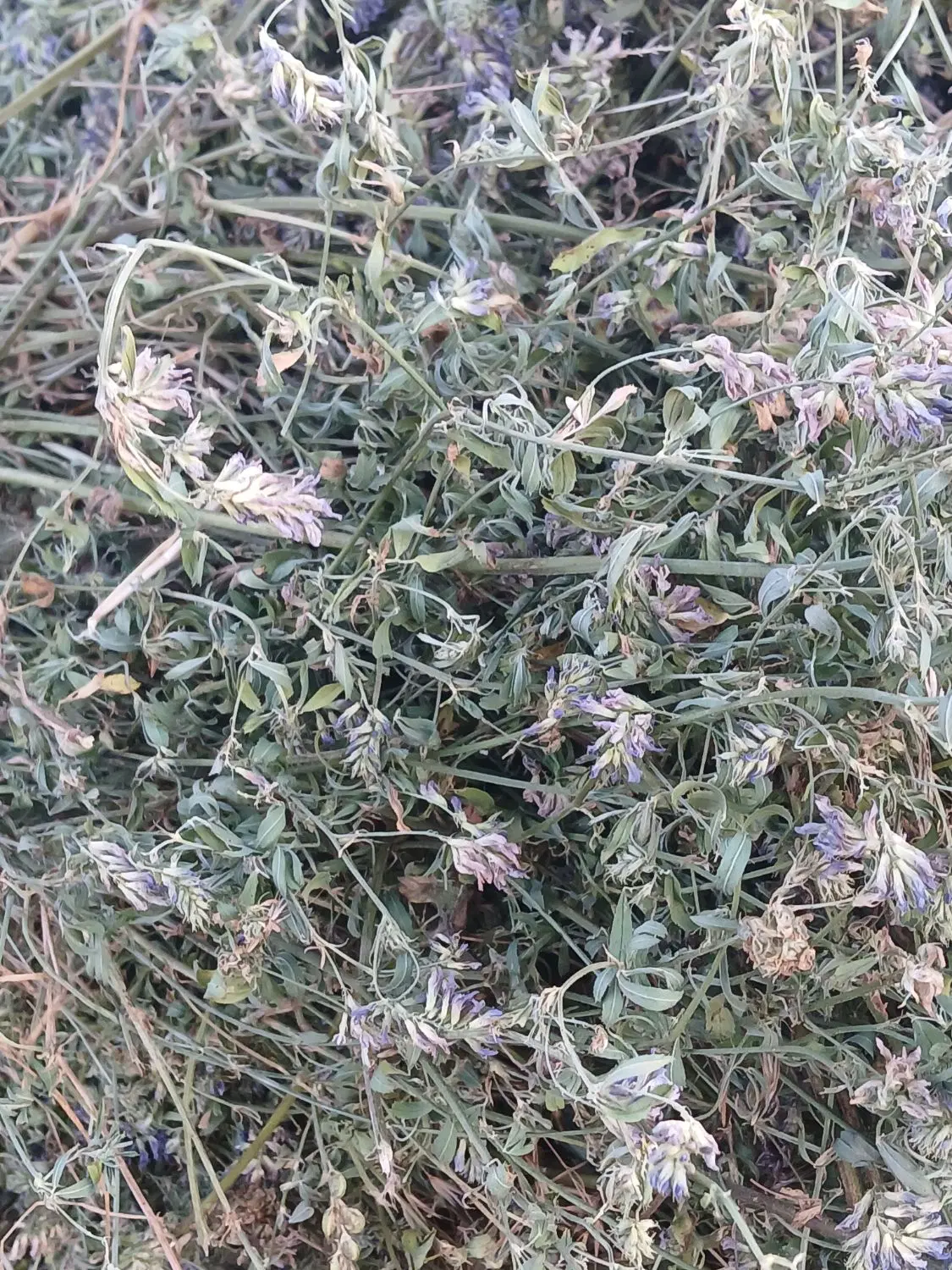 یونجه|گل و گیاه طبیعی|اهر, |دیوار