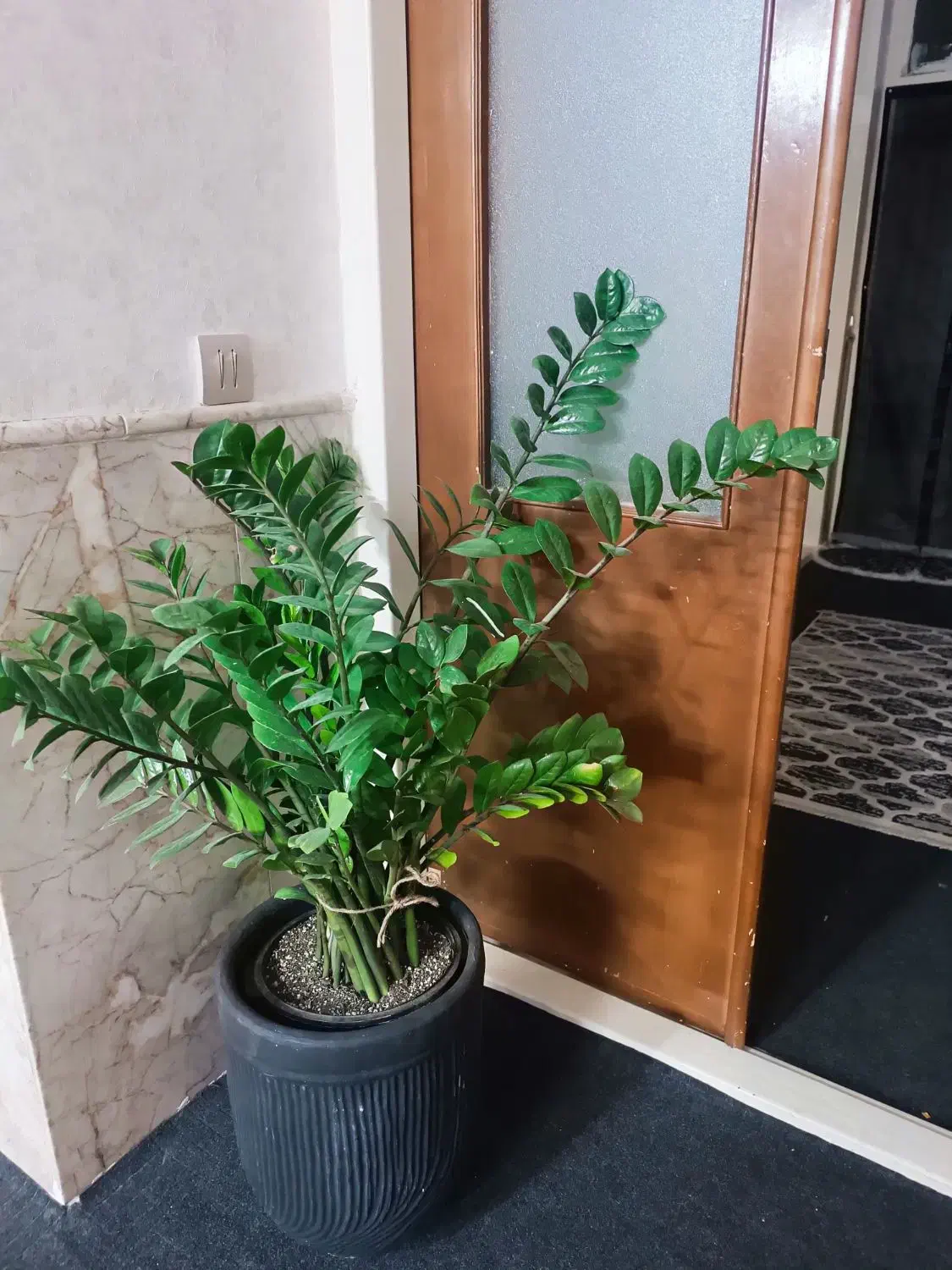 گل طبیعی، زامفولیا غول پیکر|گل و گیاه طبیعی|مشهد, عسگریه|دیوار