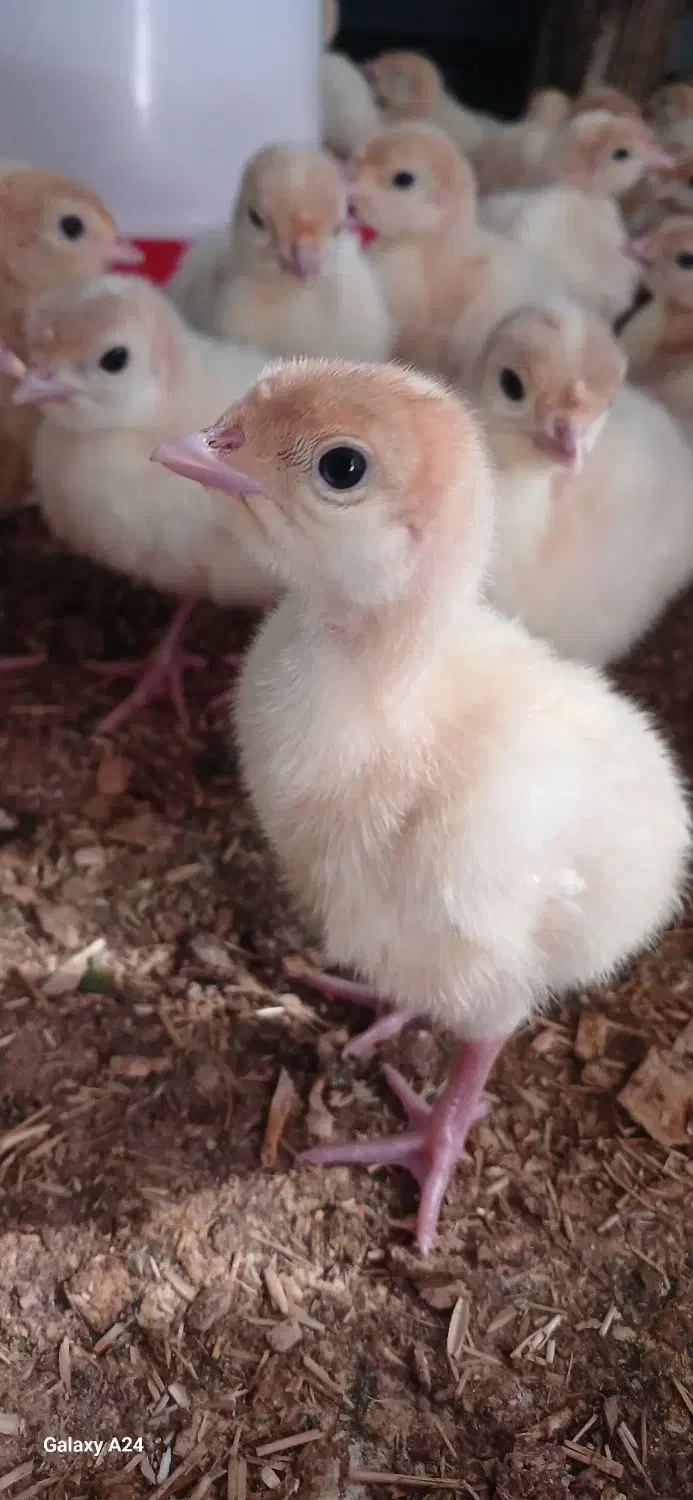 جوجه بوقلمون بیوتی ۶ زرین|حیوانات مزرعه|پیر بکران, |دیوار