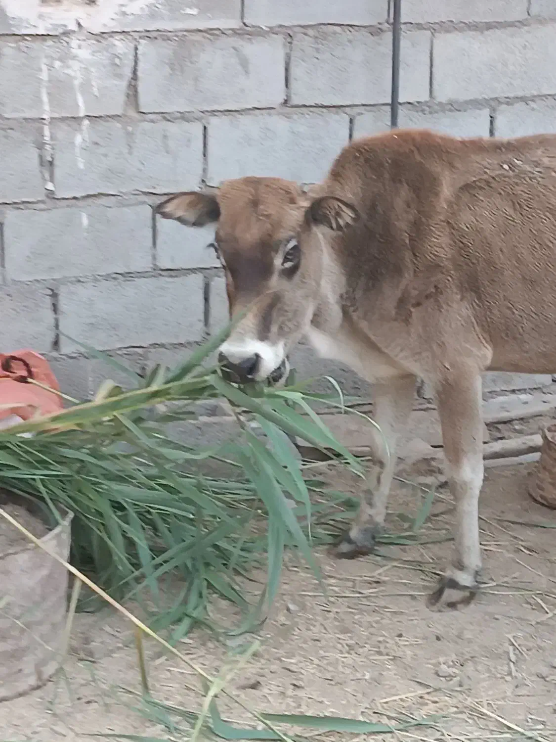 عبودی|حیوانات مزرعه|شادگان, |دیوار