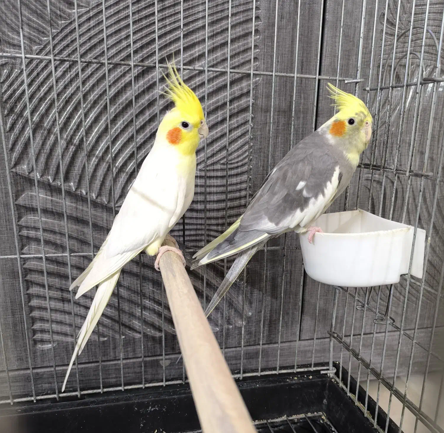 جفت مولد عروس هلندی|پرنده|ری, صفاییه (چشمه علی)|دیوار