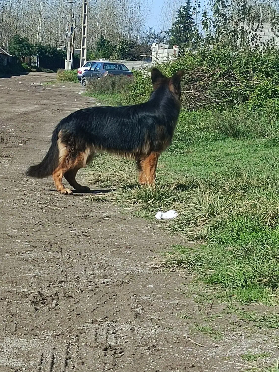 سگ ژرمن|سگ|بندر انزلی, بشمن|دیوار