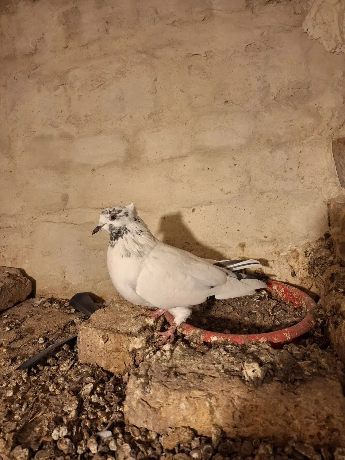 کله دم سبز ماده|پرنده|میانه, |دیوار