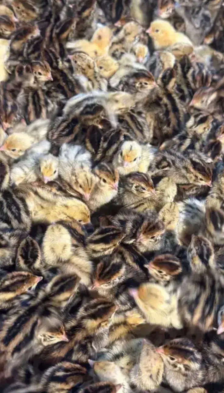 تخم نطفه دار بلدرچین و تخم خوراکی بلدرچین|حیوانات مزرعه|تربت جام, حافظ|دیوار