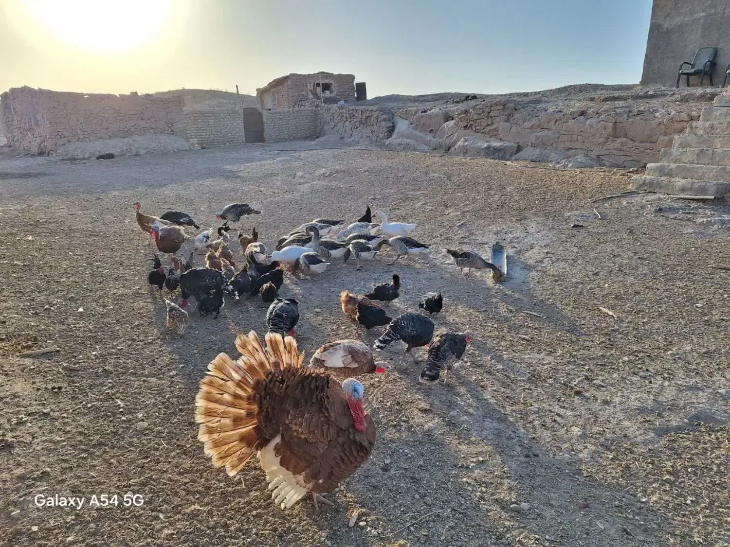 بوقلمون ماده|حیوانات مزرعه|قم, شاد قلی|دیوار